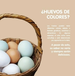 Huevos de Colores Gallinas Criollas x 30 - comprar online