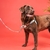 Peitoral Anti Puxão para cachorros Floral - loja online