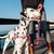 Peitoral Anti Puxão para cachorros camuflado Rosa na internet