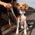 Guia Para Cachorros Pitaya - comprar online
