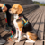 Peitoral H Para Cachorros Pitaya - comprar online