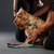 Peitoral Anti Puxão Para Cachorros Freedom - comprar online