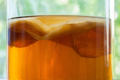 Imagem do KOMBUCHA - Scoby 8 cm + 150ml de Líquido Starter