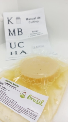 COMBO: Scoby 8cm (Kombucha) + Iogurte Infinito - Probióticos Brasil