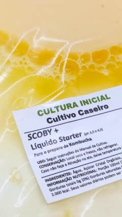 COMBO: Kefir de Leite + Scoby 8cm (Kombucha) na internet