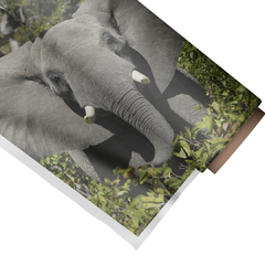 Imagem do Quadro Decorativo Elefante 2