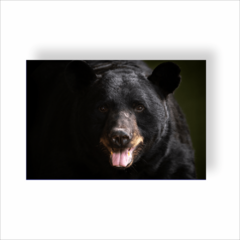 Placa Decorativa Urso 1