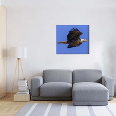 Quadro Decorativo Águia em Seu Voo 1 - comprar online