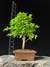 Acer Palmatum - comprar online