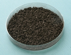 kuro koji starter espora - luchensis negro -