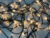 Pisca-Pisca LED Natal 8 Funções 3000K Branco Quente s/ Emenda 100Leds Fio Verde 10m 127V na internet