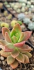 Sedum California sunset na internet