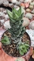 Haworthia Reinwardtii