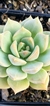 Sedum Inti-platense - comprar online