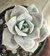 Lovely rose reversa - comprar online