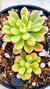 Sedum Joyce Tulloch variegata na internet