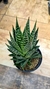 Aloe Tiki Tahi