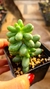 Sedum Hernandezii