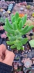 Sedum Alice Evans