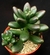 Sedum crocodile - comprar online