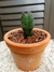 Crassula Templo de Budah ´Buddahs Temple' - comprar online