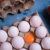 Huevos de Campo - Gallinas Felices Libres de jaula - comprar online