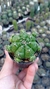 Gymnocalycium damsii prolifero