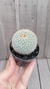 Mammillaria celsiana