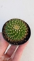 Mammillaria marksiana