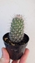 Mammillaria hutchinsoniana - comprar online