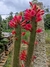 Flores vibrantes do cacto Cleistocactus samaipatanus, conhecido como rabo de gato boliviano, um belo cacto que pode ser cultivado a sol pleno.