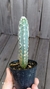 Pilosocereus glaucescens