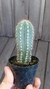 Pilosocereus hermii - comprar online