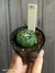 Astrophytum asterias adulto - cacto ouriço do mar - comprar online