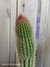 Facheiroa squamosa pt14