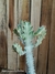 Euphorbia lactea 'white ghost' 30cm alt pt14 na internet