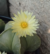 Astrophytum myriostigma var nudum 4 Kina - comprar online