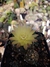 Gymnocalycium hyptiacanthum