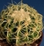 Echinocactus grusonii var. curvispinus pt11