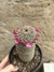 Mammillaria matudae pt14 - cacto cobra-serpente - comprar online