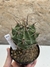 Ferocactus gracilis pt11 - comprar online