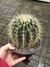 Echinocactus grusonii cuia18 - poltrona de sogra