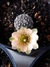 Rebutia pygmaea var haagei 'flor salmão'