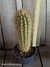 Pilosocereus gounellei 'xique-xique' pt11 - comprar online