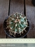 Ferocactus horridus pt11 - comprar online