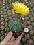 Echinocereus subinermis - comprar online