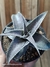 Dyckia marnier-lapostollei pt11