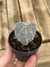 Astrophytum onzuka 3k - tricostatum - comprar online