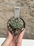 Astrophytum asterias x capricorne - comprar online