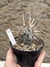 Tephrocactus papyracanthus var globosus pt11 na internet